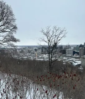 Vue hivernale d'une ville depuis une colline avec des arbres sans feuilles et des buissons avec des baies rouges au premier plan.